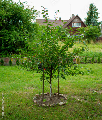tree in the garden