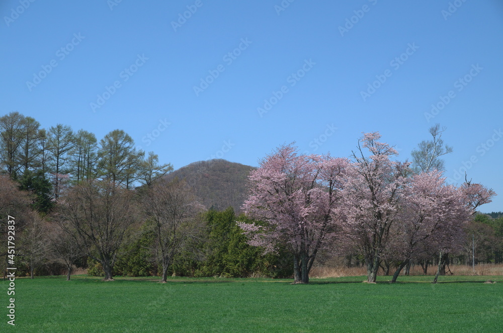 Obraz premium つかの間の春