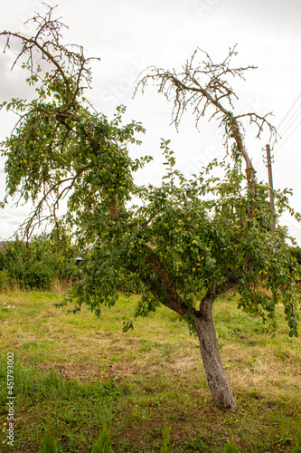 tree in the park