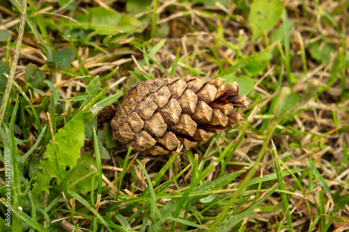 pine cone on the ground