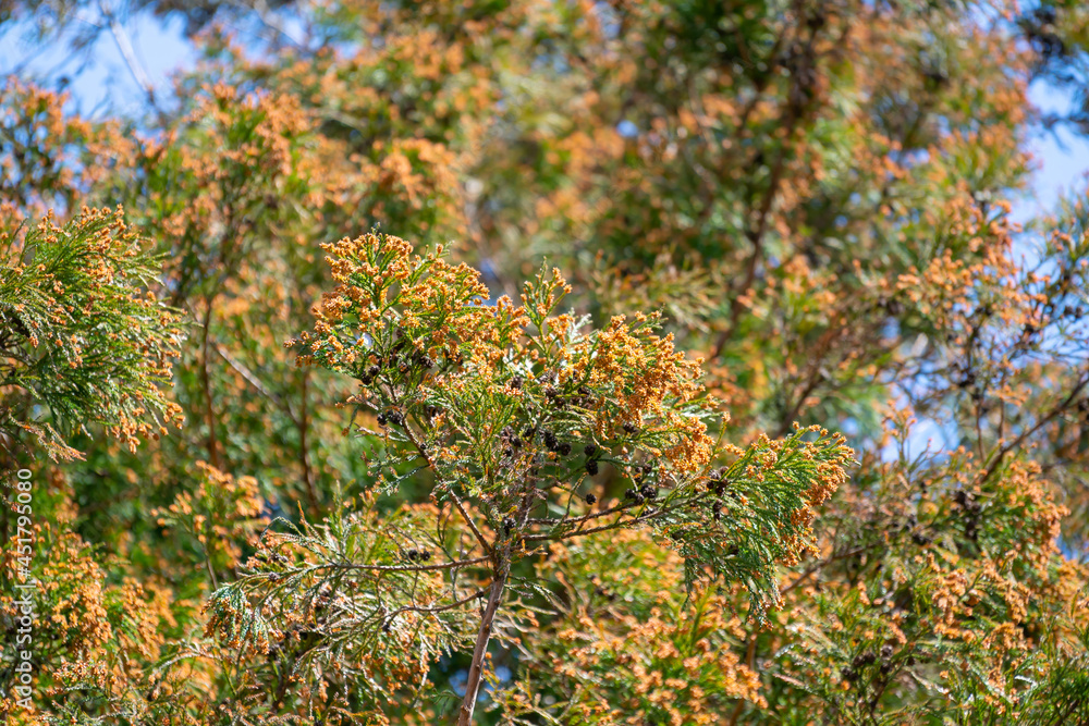 杉・花粉・花粉症 杉・花粉・花粉症