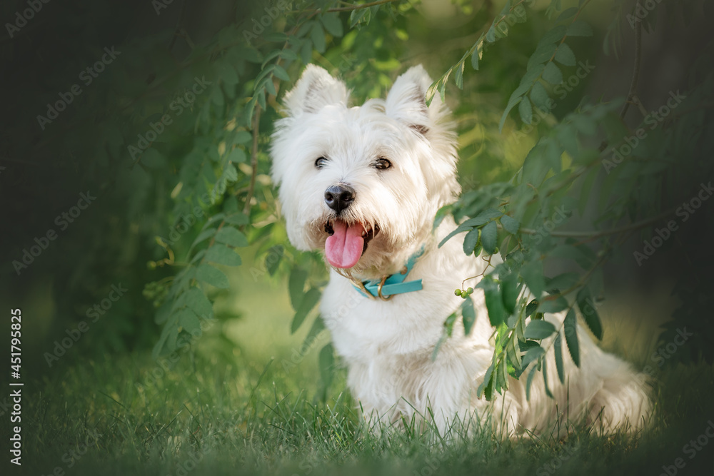 Little cute West Highland White Terrier on sunrise in a park and forest Little cute West Highland White Terrier on sunrise in a park and forest