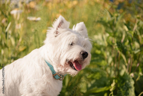 Little cute West Highland White Terrier on sunrise in a park and forest