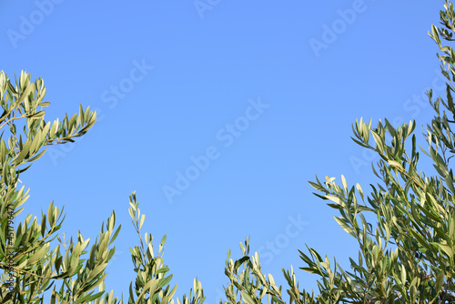 Green branches from the olive tree form a half frame around blue sky with space for text