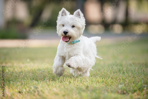 Little cute West Highland White Terrier on sunrise in a park and forest