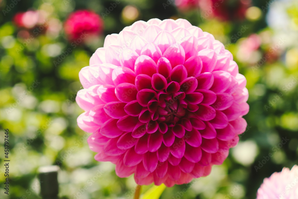 ダリア 花 ピンク 鮮やか 花束 幻想的 綺麗 美しい 上品 大輪 かわいい 晴れ ダリア 花 ピンク 鮮やか 花束 幻想的 綺麗 美しい 上品 大輪 かわいい 晴れ