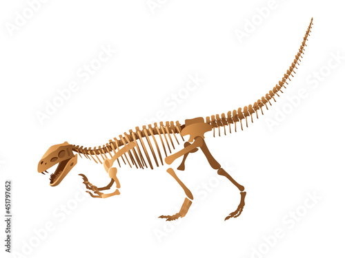 Tyrannosaur skeleton on white background.