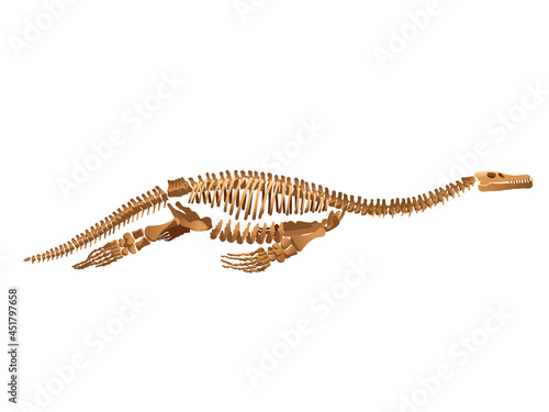 Ichthyosaur skeleton on white background.