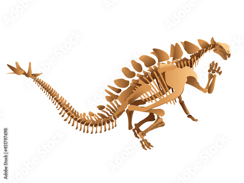 Stegosaurus skeleton on white background.