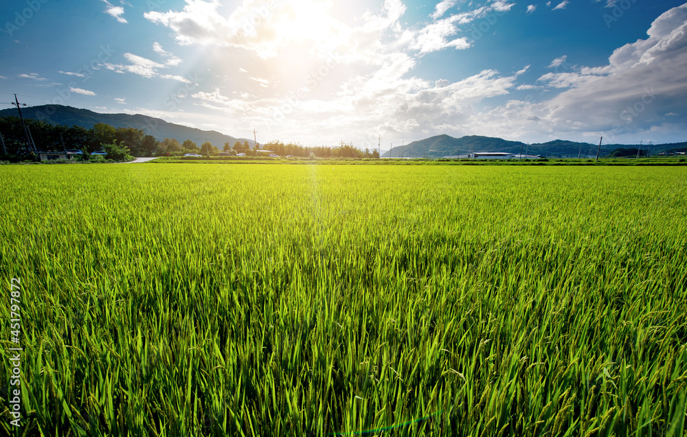 Rice is growing in the paddy field in midsummer Rice is growing in the paddy field in midsummer