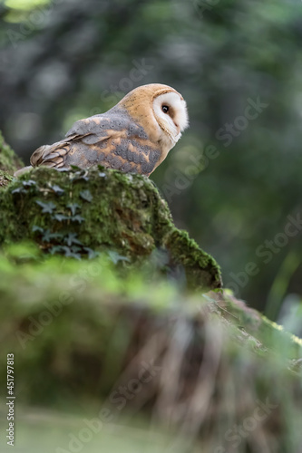 Fine art portrait for the ghost of the woodlands (Tyto alba)