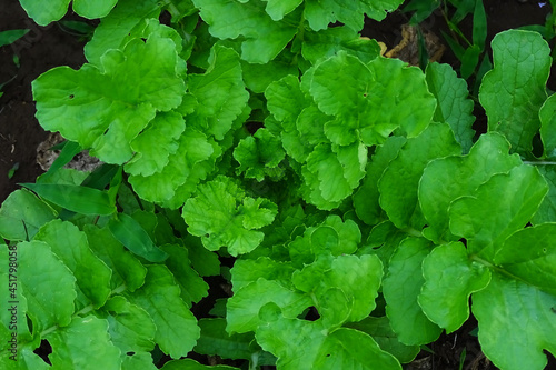 Wallpaper Mural green leaves in the garden Torontodigital.ca