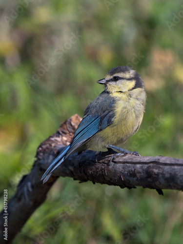 Side view of juvenile blue tit bird sitting on a dry branch with head turned left and blurred vegetation in the background