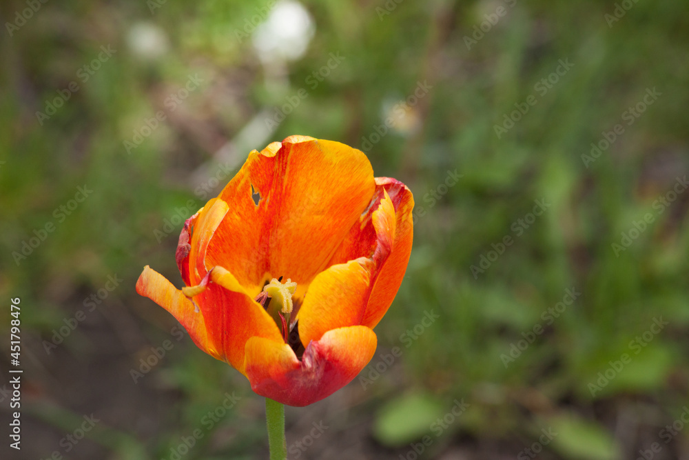 Orange and Yellow Tulips growing in the sunshine Orange and Yellow Tulips growing in the sunshine