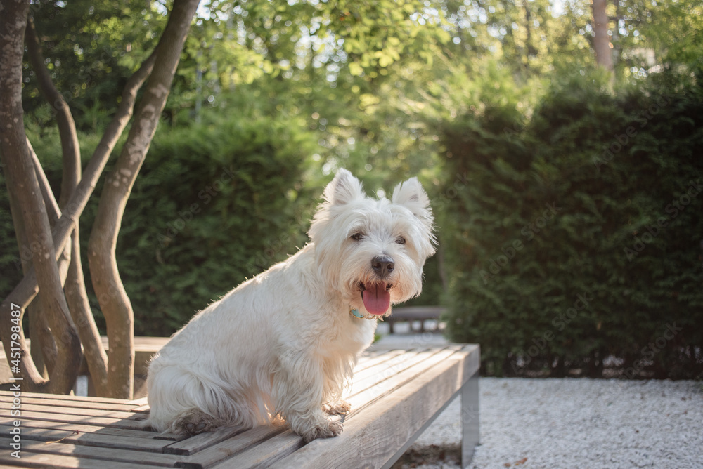 Little West Highland White Terrier on morning run in a park Little West Highland White Terrier on morning run in a park