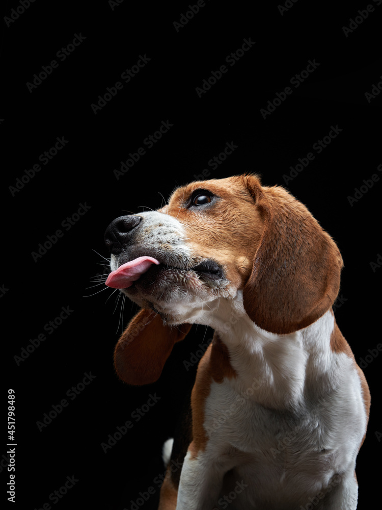 the dog stuck out its tongue. Funny Beagle on black background