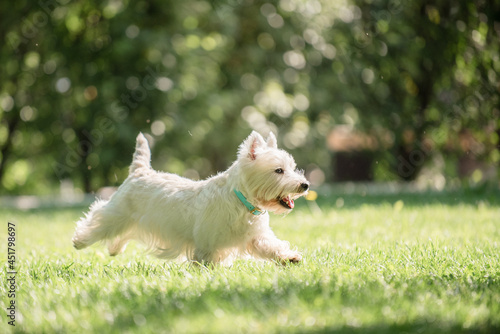 Little West Highland White Terrier on morning run in a park