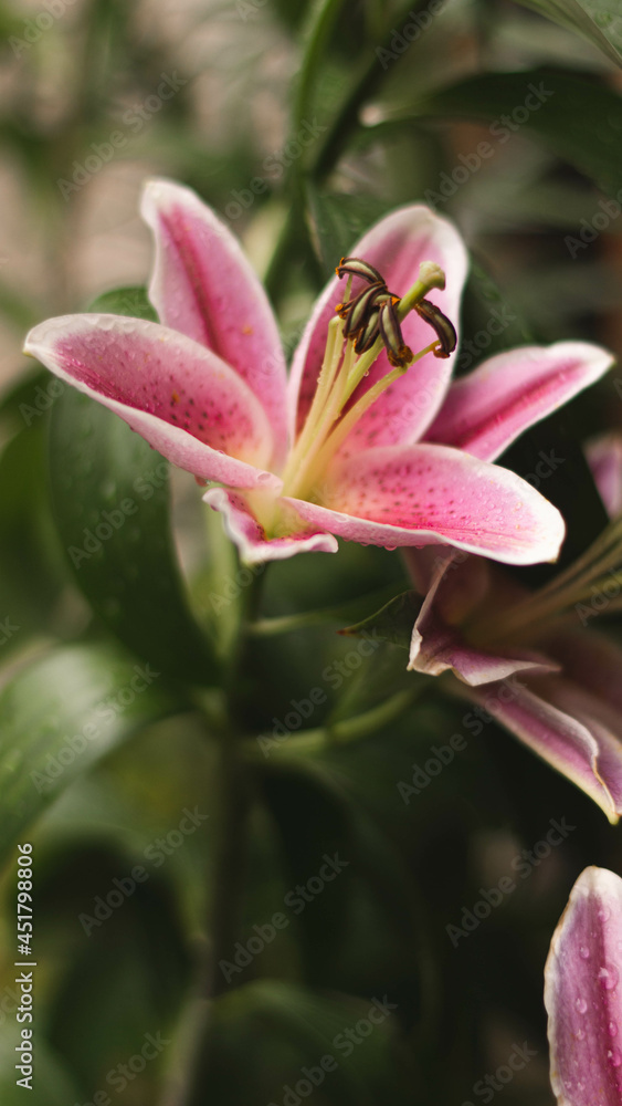 Fototapeta premium pink lily flower