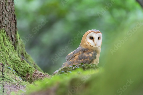 Barn owl in the wild forest (Tyto alba)