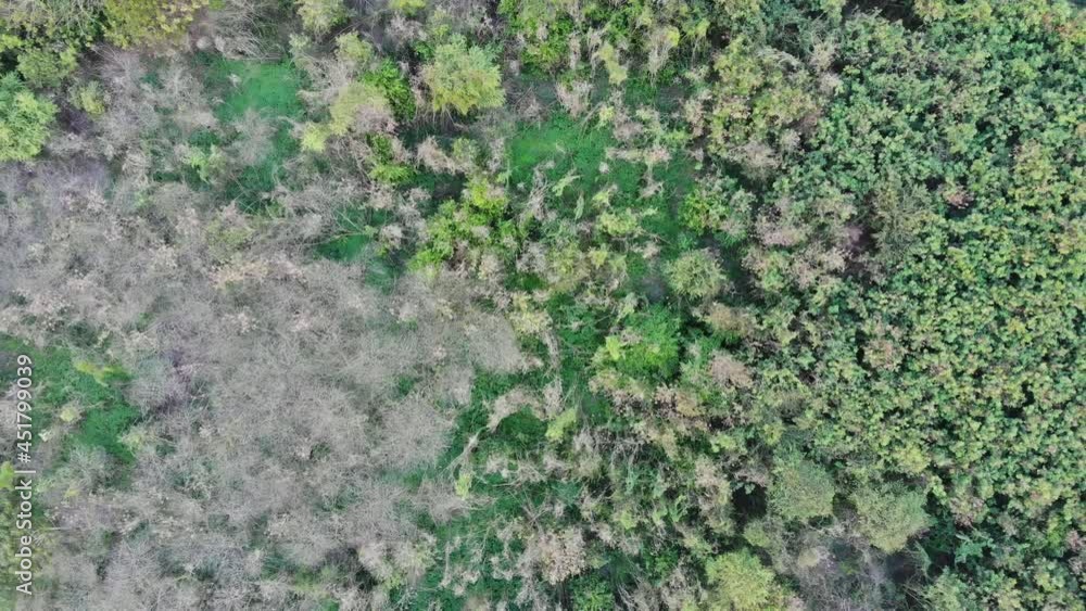 Landscape green trees in rainforest Landscape green trees in rainforest