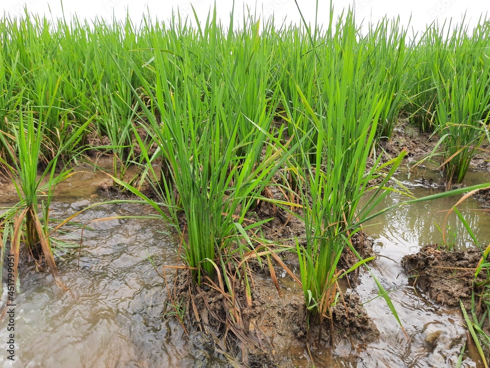Just planted the paddy field. It is a very popular cereal. Paddy Cultivation of India. close up of green rice field. Green plant of paddy in rainy season. paddy landscape just after rice planting.
Just planted the paddy field. It is a very popular cereal. Paddy Cultivation of India. close up of green rice field. Green plant of paddy in rainy season. paddy landscape just after rice planting.
