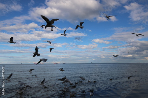 seagulls flying over the sea