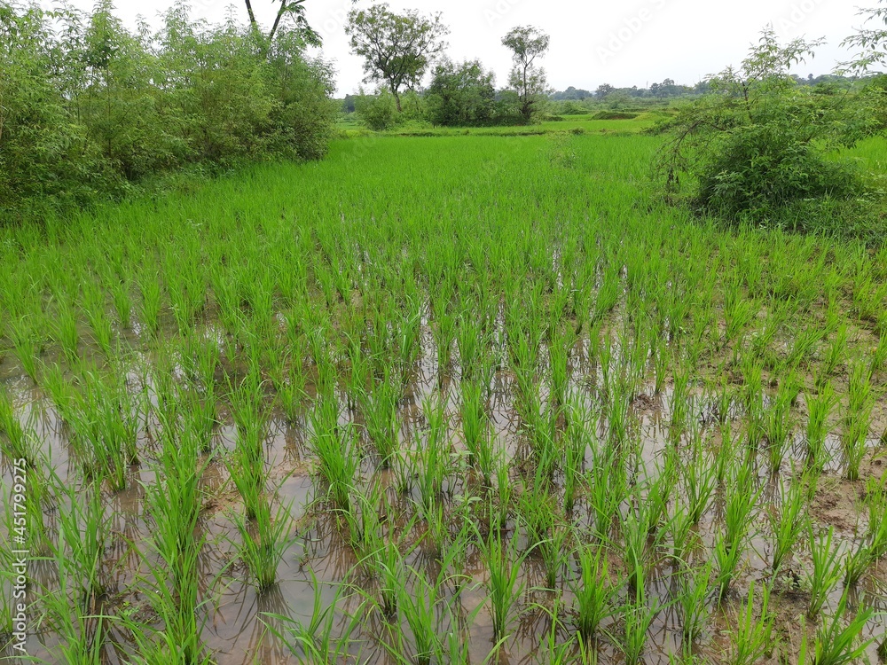 Fototapeta premium Just planted the paddy field. It is a very popular cereal. Paddy Cultivation of India. close up of green rice field. Green plant of paddy in rainy season. paddy landscape just after rice planting. 