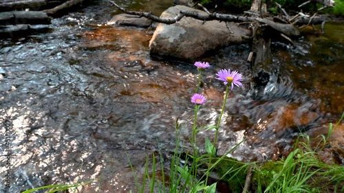 Purple Daisy's by stream photo