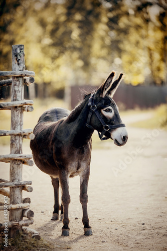 A donkey with a halter walks