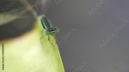 The Green-blue Dragonfly Exercising on The Lotus Leaf , Slow Motion
