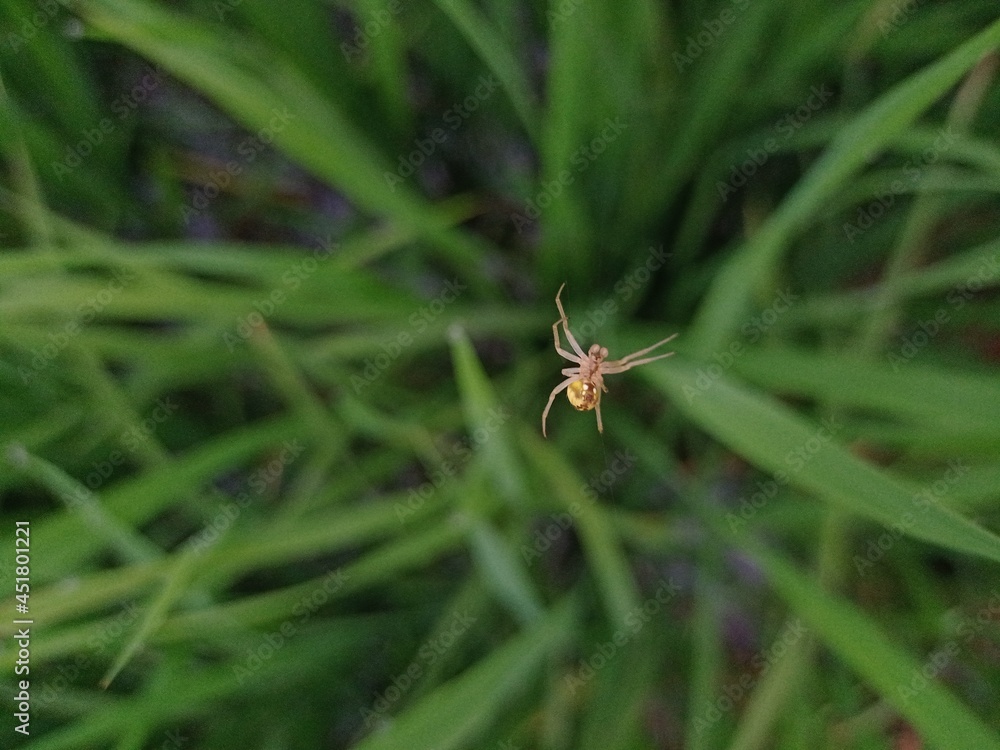 spider on a leaf spider on a leaf