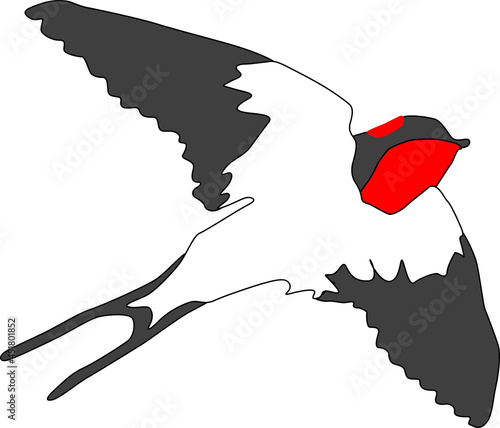 風を掴むツバメ