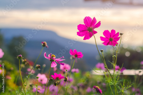 Back view on a pink cosmos on a warm spring colorful background and mountin view background.