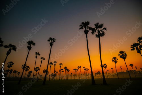 Silhouette morning sunrise rice plantation field with palm tree