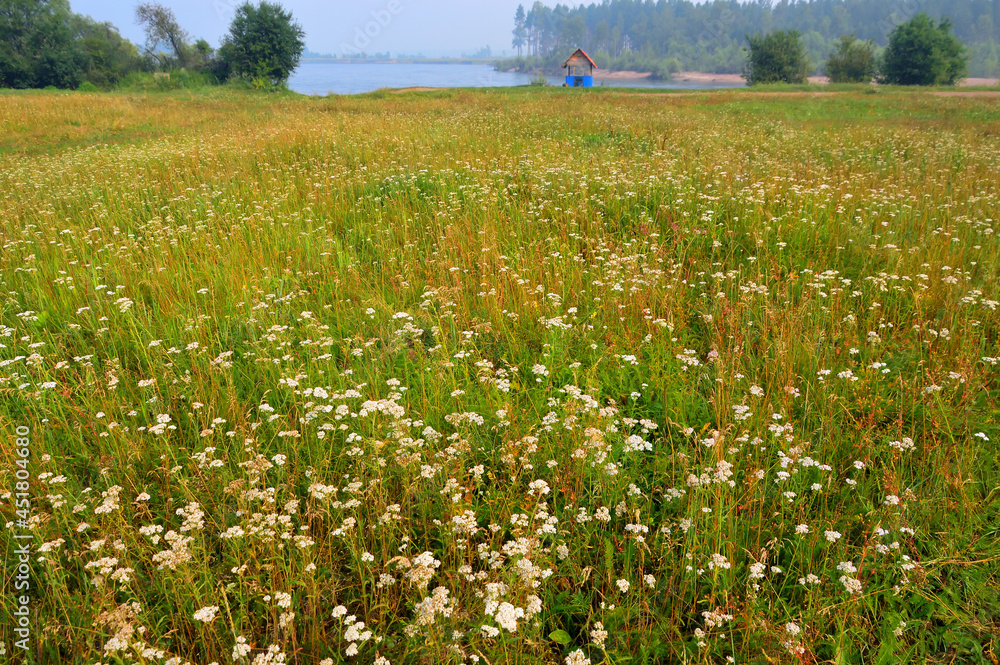 Blooming meadow. Yarrow blooms. There is a small wooden house and bushes on the bank of the river. Foggy day. Nature of Eastern Siberia, Russia