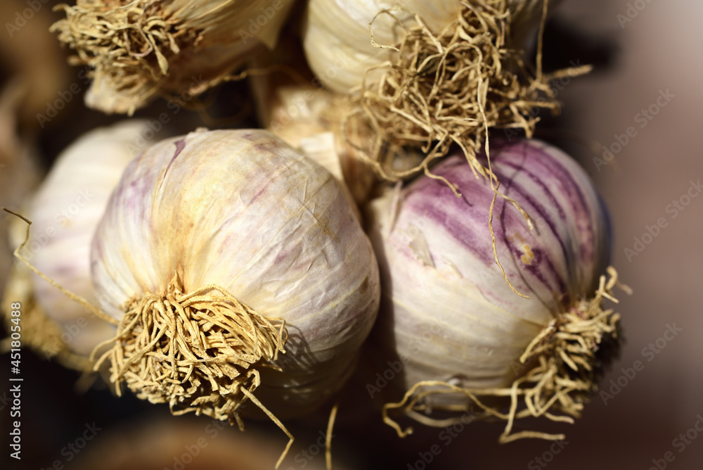 Close up of dried bulbs of Mediterranean garlic against a light background Close up of dried bulbs of Mediterranean garlic against a light background