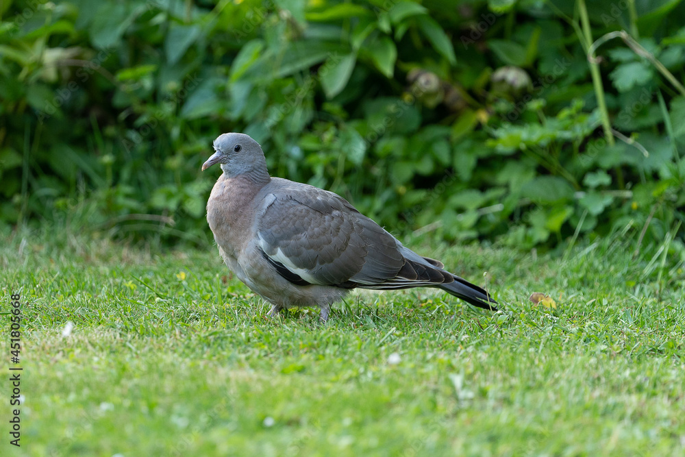Wood pigeon - Columba palumbus - juvenile walking on grass in a garden looking for food Wood pigeon - Columba palumbus - juvenile walking on grass in a garden looking for food