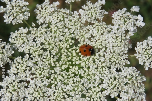 Ladybug on a hogweed flowers in the meadow, closeup