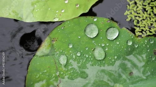 The Rain Fell on The Old Lotus Leaf and Splashed Up,Slow Motion