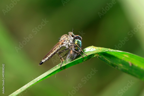 robber fly, assassin fly © zhengzaishanchu