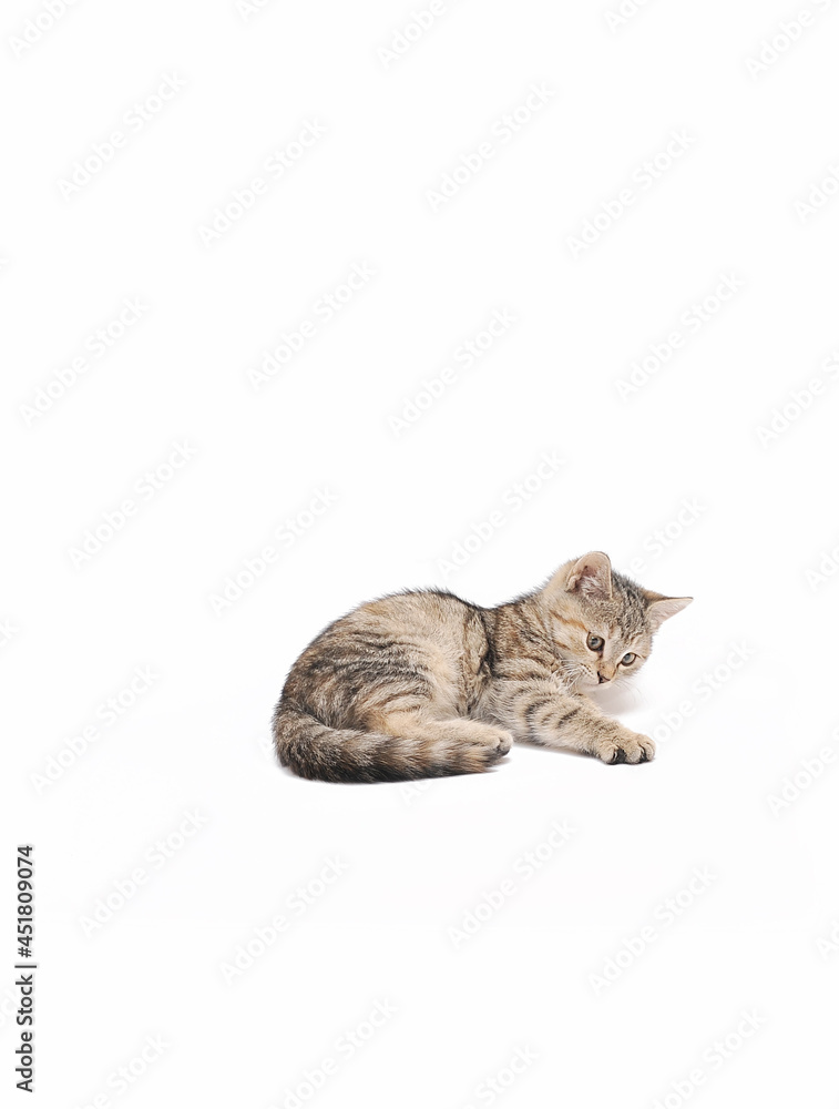 Fototapeta premium Cute little grey kitten posing on white background