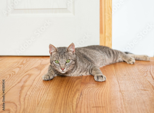 Grey cat lays on the floor and listen carefully