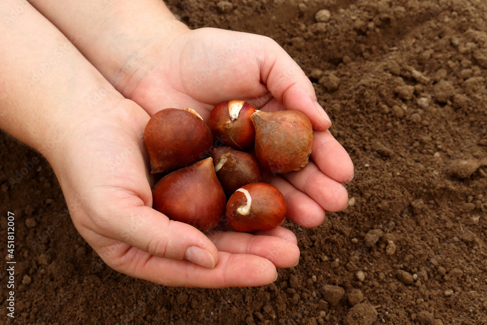 The gardener's female hands hold tulip bulbs against the background of the trunt. The concept of spring planting of flowers in the garden and flower garden The gardener's female hands hold tulip bulbs against the background of the trunt. The concept of spring planting of flowers in the garden and flower garden