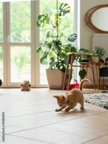 Orange kitty plays indoor in the living room