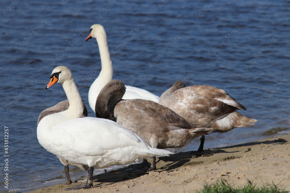 Fototapeta premium Swans chilling on the beach