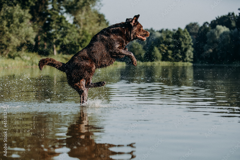 cute chocolate labrador on sunrise in a forest and water pond enjoying jumping and posing cute chocolate labrador on sunrise in a forest and water pond enjoying jumping and posing