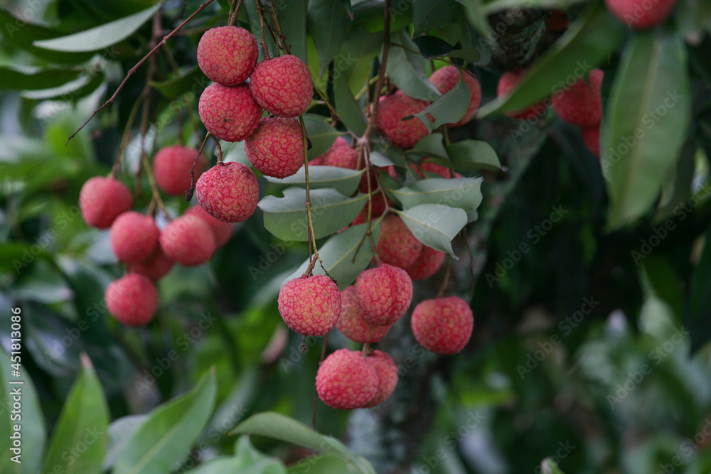 Obraz premium litchi fruit