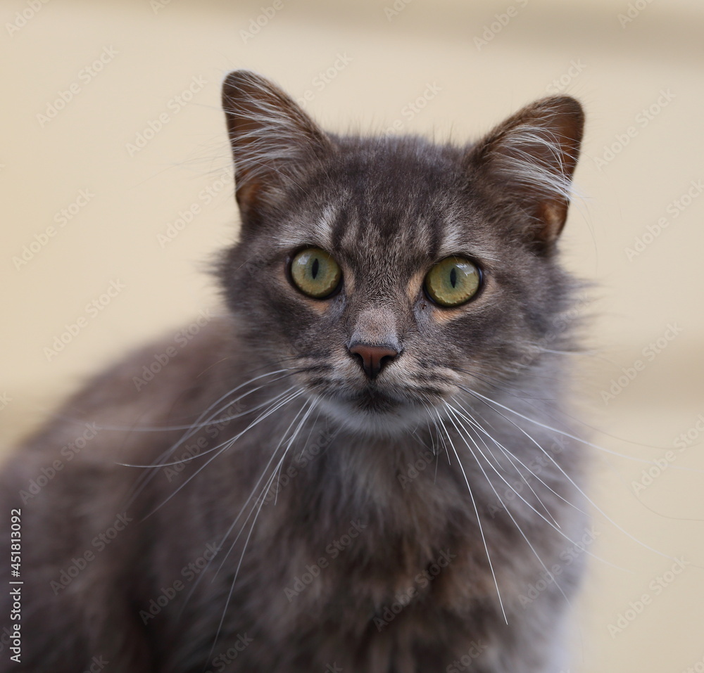 Portrait of a fluffy gray green-eyed cat Portrait of a fluffy gray green-eyed cat
