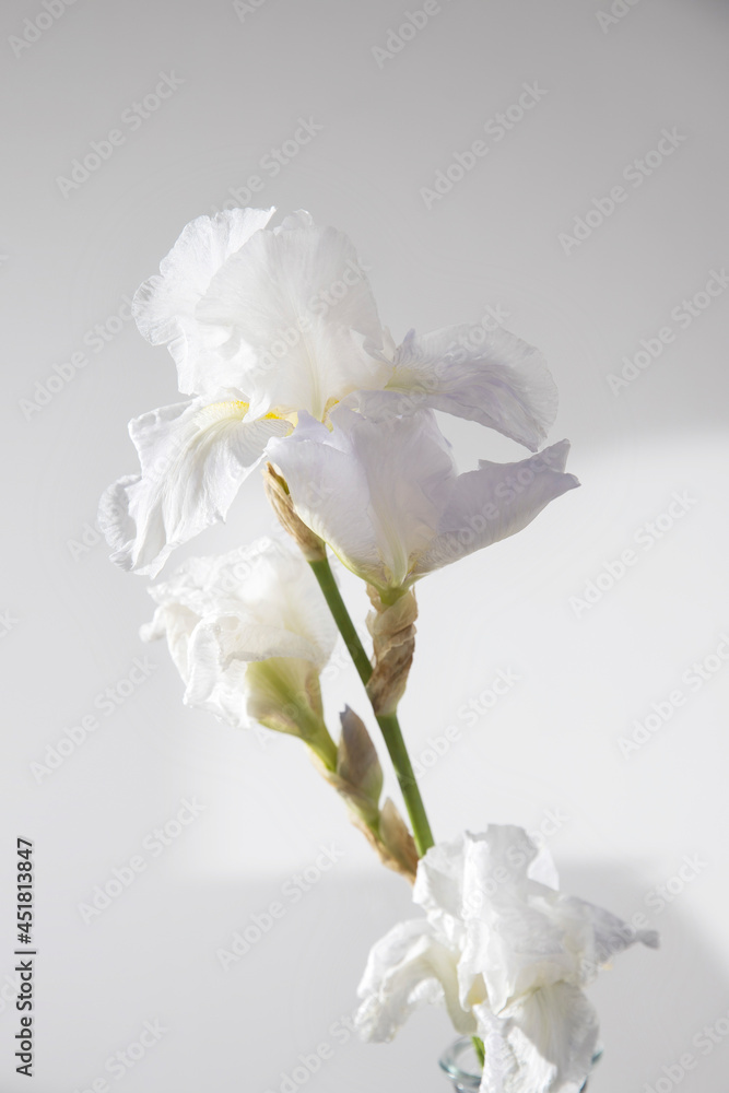 White iris is on the grey background White iris is on the grey background