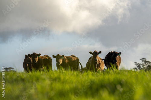 Angus, wagyu and murray grey beef bulls and cows, being grass fed  on a hill in Australia. photo